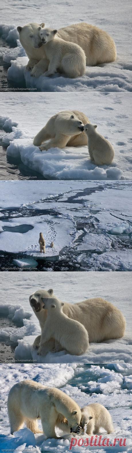 Любопытная медведица с медвежонком. Белый медведь