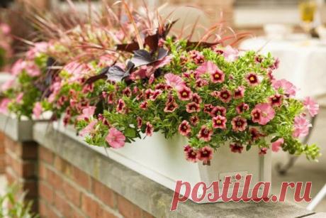 Обычная светло-розовая петуния потерялась бы, если бы не компания калибрахоа светло-оранжевого, даже какого-то светло-кирпичного цвета с темным глазком. Бордовые листья бегонии и рыжий злак вносят особое настроение.