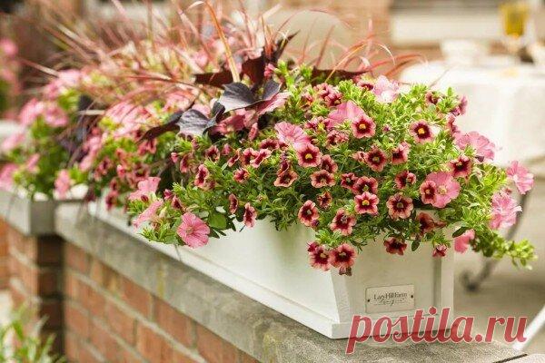 Обычная светло-розовая петуния потерялась бы, если бы не компания калибрахоа светло-оранжевого, даже какого-то светло-кирпичного цвета с темным глазком. Бордовые листья бегонии и рыжий злак вносят особое настроение.