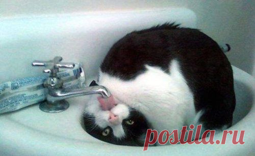 Забавные КОТОприколы - МирТесен