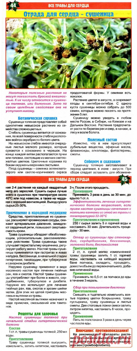 Сушеница - отрада для сердца