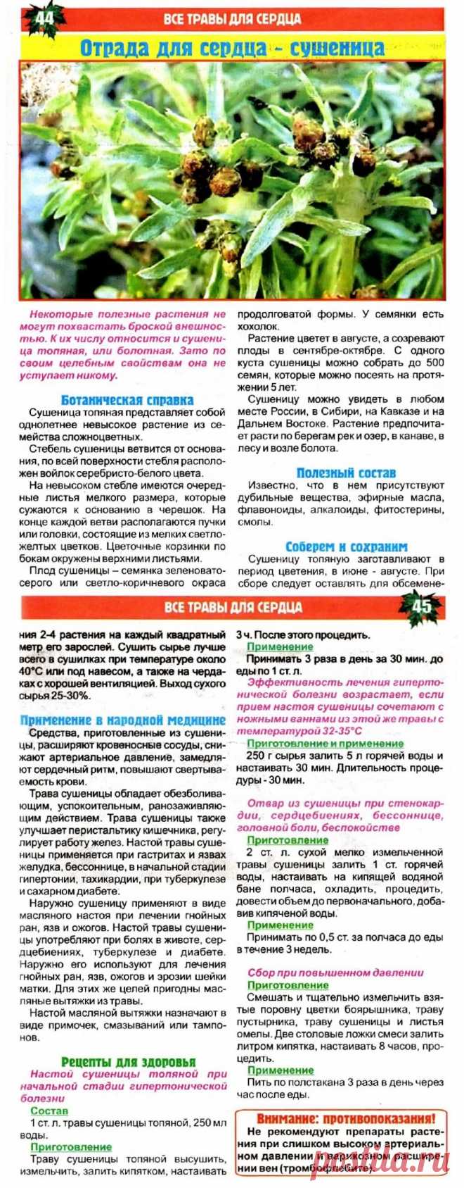 Сушеница - отрада для сердца