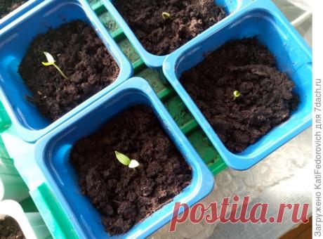 Как вырастить рассаду сладкого перца. Пошаговая инструкция. Фото