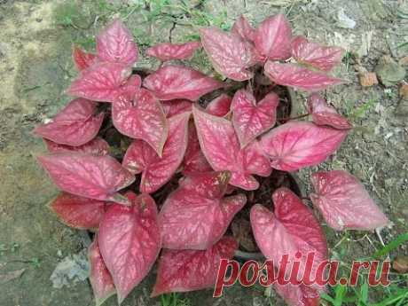 How to Propagate Caladiums - YouTube