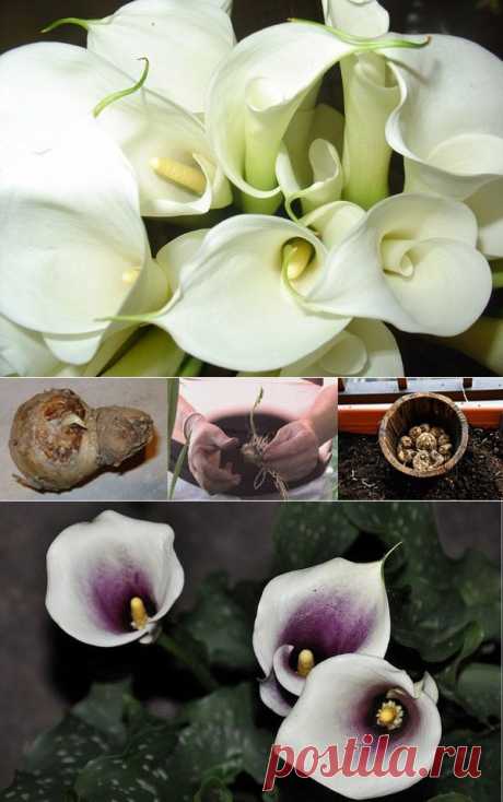 Каллы: размножение, посадка, уход и сорта