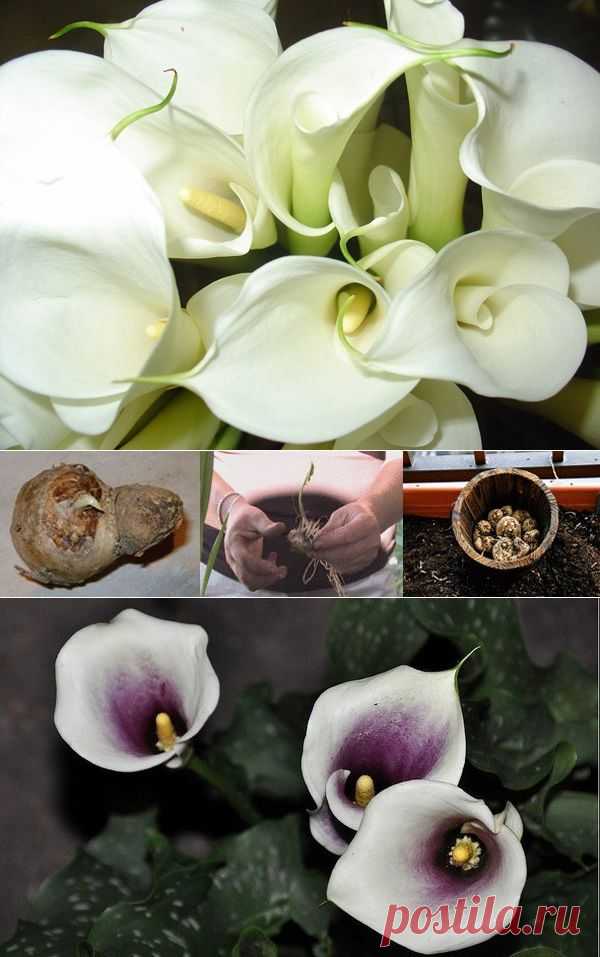 Каллы: размножение, посадка, уход и сорта