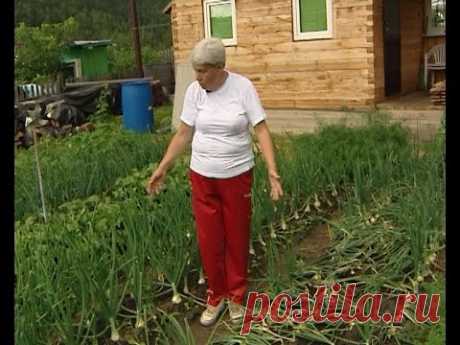 Советы тети Тани. Обламываем стрелки лука