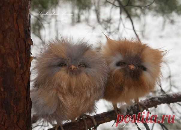 Маленькие совята. | Хитрости Жизни