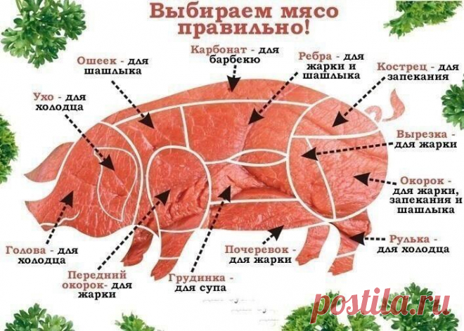 выбираем мясо свинины
Фото 20311, альбом Фото группы - 18666 фото | Фотографии ツГотовим вкусно!