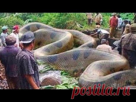 10 Самых Жутких Монстров Амазонки