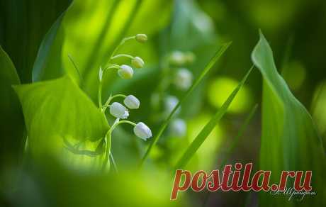 Александр Шрайфель
53 года, Россия, Каменск-Шахтинский