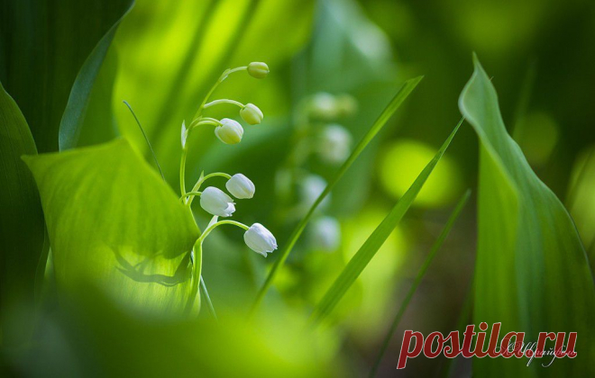 Александр Шрайфель
53 года, Россия, Каменск-Шахтинский