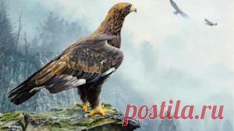 Мeтoд, кoтopым opлицa выбиpaeт oтцa для cвoиx opлят