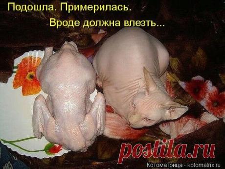 Мысли вслух :)