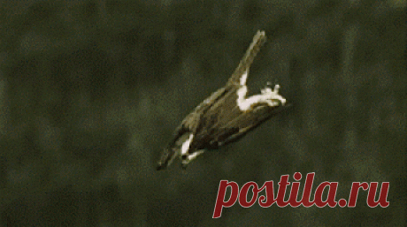 Популярное – Google+
Замечательный рыбак - Outstanding fisherman