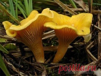 Лисички в вашем саду