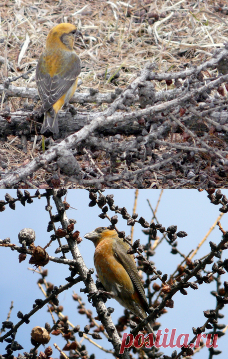 Из невошедшего. Клёст-еловик. Апрель, 2010-го. Красноярск.