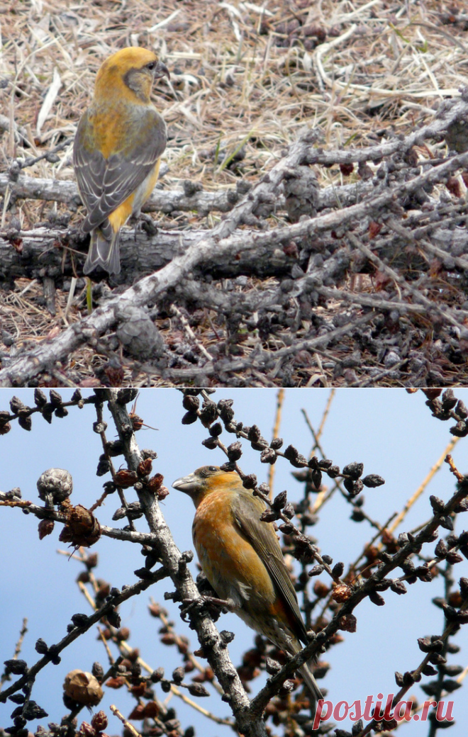 Из невошедшего. Клёст-еловик. Апрель, 2010-го. Красноярск.