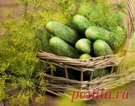 Как получить урожай огурцов на 2-3 недели раньше срока | На грядке (Огород.ru)