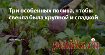 Три особенных полива, чтобы свекла была крупной и сладкой Каждый огородник, который выращивает свеклу, мечтает не только о том, чтобы она выросла, но и о том, чтобы плоды были сладкими и крупными. Многие дачники порой не понимают, почему одни корнеплоды жесткие и горчат, а другие сладкие, как сахар. Конечно, могут быть некачественные семена. Но, как показывает опыт, дело не в семенах, а в неправильной технологии выращивания.
Что любит свекла?
· Почву, бо