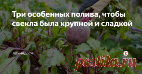 Три особенных полива, чтобы свекла была крупной и сладкой Каждый огородник, который выращивает свеклу, мечтает не только о том, чтобы она выросла, но и о том, чтобы плоды были сладкими и крупными. Многие дачники порой не понимают, почему одни корнеплоды жесткие и горчат, а другие сладкие, как сахар. Конечно, могут быть некачественные семена. Но, как показывает опыт, дело не в семенах, а в неправильной технологии выращивания.
Что любит свекла?
· Почву, бо