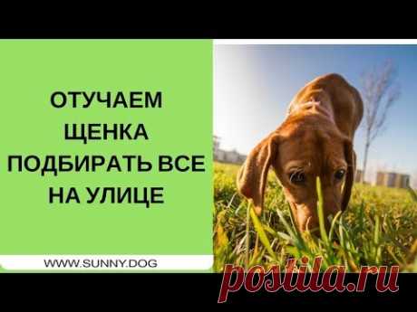 Отучаем щенка подбирать все на улице