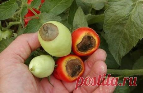 Про болезни томатов и способы лечения.
Борьба с болезнями томатов, как правило, начинается на "рассадном" 
этапе.
Постарайтесь предупредить заболевание.
Эффективным средством по профилактике болезней всех сортов томатов является бордоская жидкость 0,5 %. Рассаду обрабатывают либо до посадки, либо сразу после, дней через 14 процедуру повторяют, увеличивая процент раствора до 1. Подобную обработку можно повторять через каждые две недели до тех пор, пока плоды не начнут буреть.
Не менее популярным