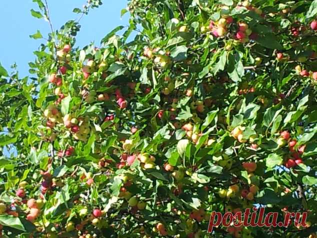 КАК УСКОРИТЬ ПЛОДОНОШЕНИЕ МОЛОДЫХ ДЕРЕВЬЕВ. - Садоводка