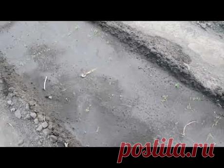 Итоги всходов лука из семян чернушки на репку 27 мая