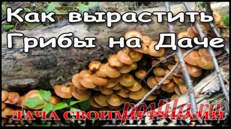 ЧТО БУДЕТ ЕСЛИ ПОСАДИТЬ ГРИБЫ НА ДАЧЕ   МОЖНО ЛИ   1 серия..mp4 ☭ Насмотрелся про грибы, как обычно. И начитался, как обычно. И как обычно начал выращивать грибы на даче построенной своими руками. 
----------------------------------------
☻ Только вот в чем вопрос, какие грибы лучше выращивать, решил что лучше опята, а потом начитался комментариев что опята могут сожрать все плодовые деревья, и. всё равно буду выращивать опята. 
----------------------------------------
☠ (...