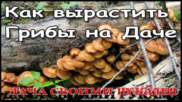 ЧТО БУДЕТ ЕСЛИ ПОСАДИТЬ ГРИБЫ НА ДАЧЕ   МОЖНО ЛИ   1 серия..mp4 ☭ Насмотрелся про грибы, как обычно. И начитался, как обычно. И как обычно начал выращивать грибы на даче построенной своими руками. 
----------------------------------------
☻ Только вот в чем вопрос, какие грибы лучше выращивать, решил что лучше опята, а потом начитался комментариев что опята могут сожрать все плодовые деревья, и. всё равно буду выращивать опята. 
----------------------------------------
☠ (...