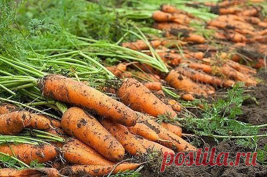 Секреты удобрения моркови | 6 соток