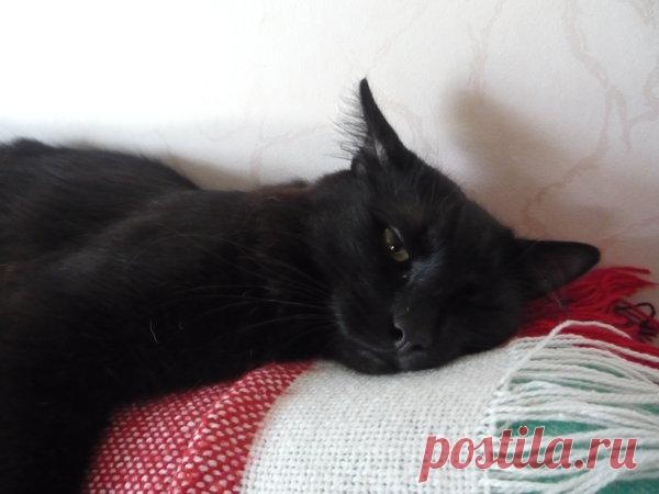 Наши коты - #1 | Кошка Чернуха и кот Беляшик | Яндекс Дзен