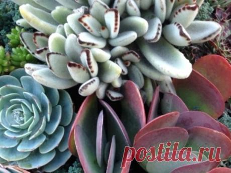 SuccuLove — B. B. Barns Garden Center & Landscape Services