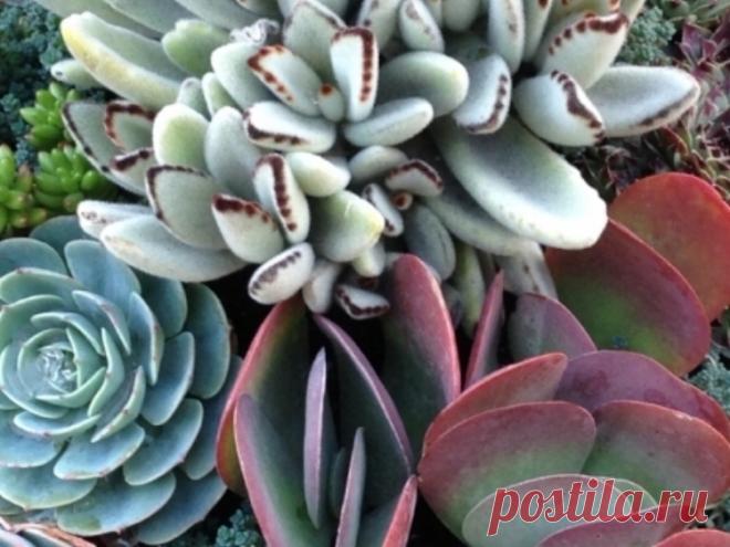 SuccuLove — B. B. Barns Garden Center & Landscape Services