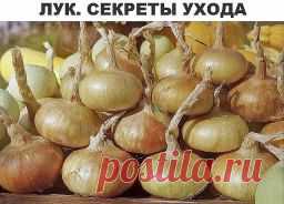 Лук. Секреты ухода и большого урожая. - Садоводка