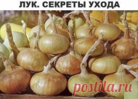 Лук. Секреты ухода и большого урожая. - Садоводка
