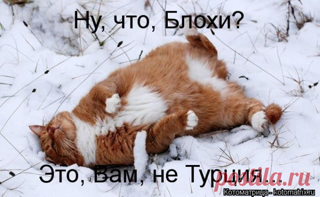 Котоматрица: Ну, что, Блохи? Это, Вам, не Турция...