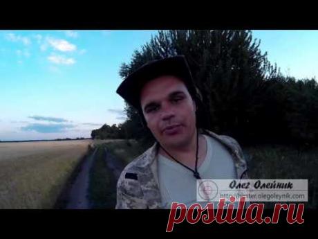 Как охотится на вяхиря