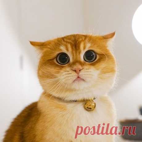 Самый потешный большеглазый котик, которого зовут Pisco