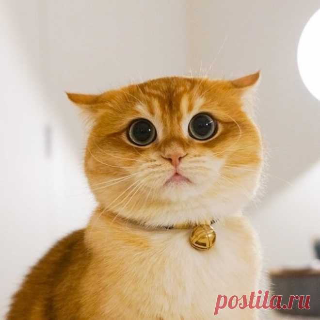 Самый потешный большеглазый котик, которого зовут Pisco
