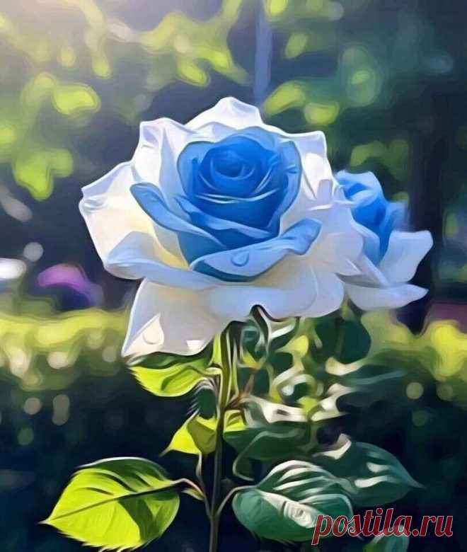 ✮