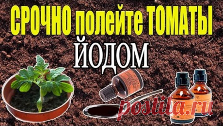 ЙОД - СУПЕР СРЕДСТВО ДЛЯ РАССАДЫ ТОМАТОВ!