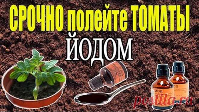 ЙОД - СУПЕР СРЕДСТВО ДЛЯ РАССАДЫ ТОМАТОВ!