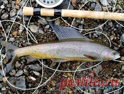 Ловля хариуса летом — снасти для ловли   Чем примечательна ловля хариуса летом, тем что очень благоприятные погодные условия и рыба активно питается в это время года. Но существует одна сложность в ловле летом, она проявляется в то…