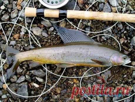 Ловля хариуса летом — снасти для ловли   Чем примечательна ловля хариуса летом, тем что очень благоприятные погодные условия и рыба активно питается в это время года. Но существует одна сложность в ловле летом, она проявляется в то…