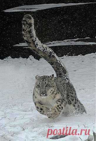 охотница