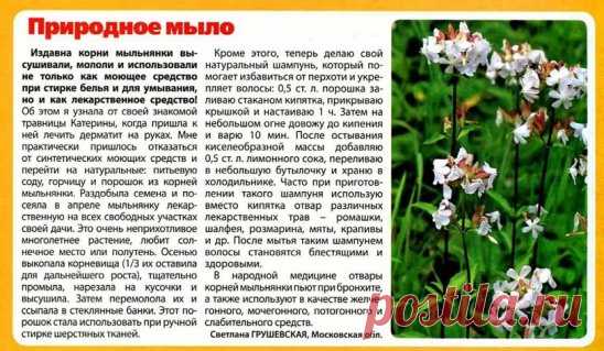 ПОЛЕЗНЫЕ РАСТЕНИЯ. полечимся.
   ПРИМЕНЕНИЕ МЫЛЬНЯНКИ В НАРОДНОЙ МЕДИЦИНЕ