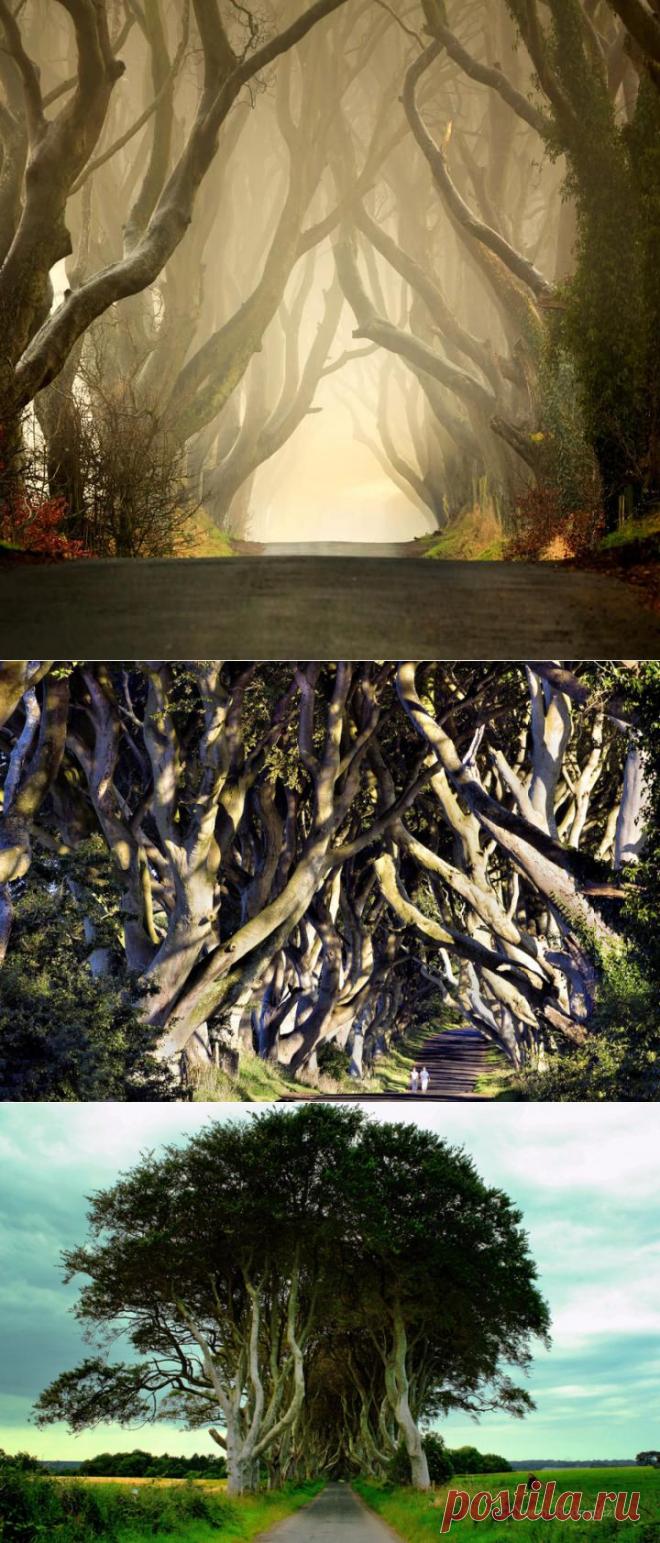 Таинственный лес, или Темная аллея в Ирландии - (15 фото)