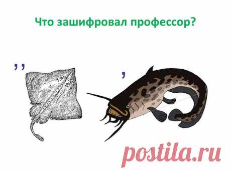 РЕБУСЫ — Шоу сумасшедшего профессора Николя